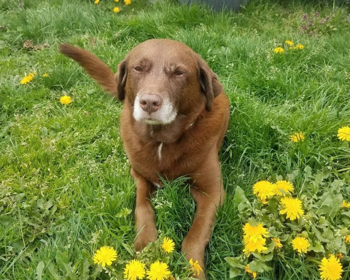 Geriatric Care for Cats & Dogs, Everett