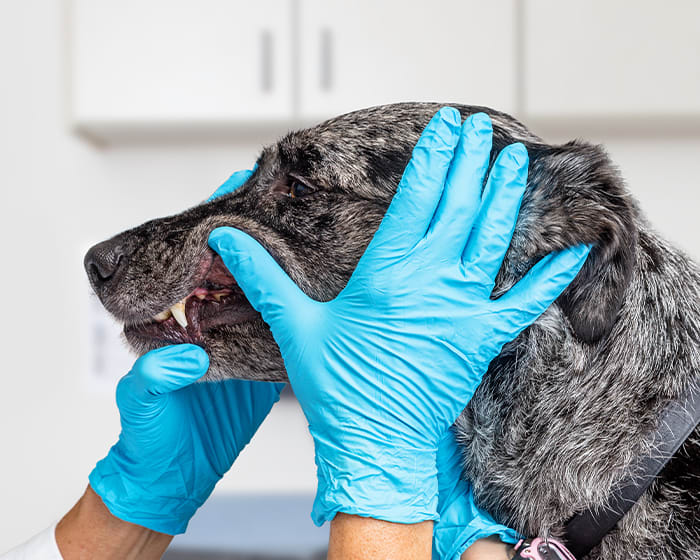 Pet Dental Care, Everett Veterinary Dentistry