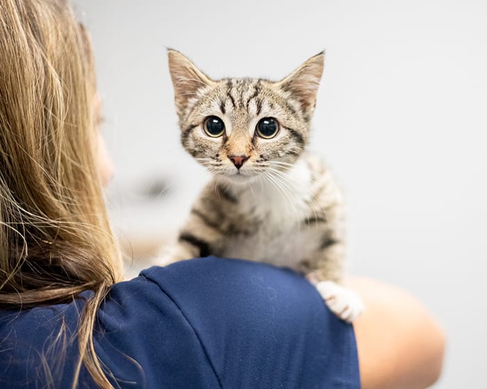 Puppies & Kittens, Everett